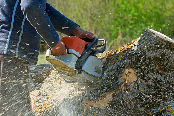 Best Emergency Tree Service  in North Alamo, TX